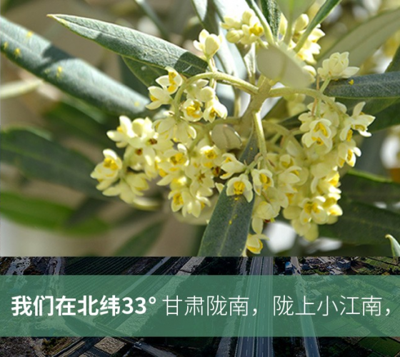 武都的氣候、土壤等與地中海沿岸極其相似，同處于世界頂級油橄欖黃金生產(chǎn)帶（32°58--33°36）年平均氣溫為14.7°，年日照時數(shù)1911..